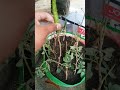 How can plant mulberry cutting #birds #nature 🌿🍃