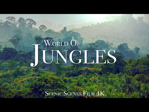 Jungles In Amazing Jungle Scenes Around The World Rainforest Scenic Relaxation