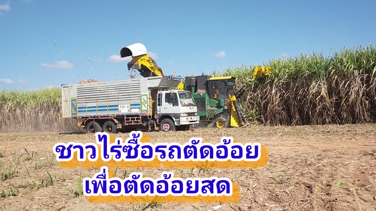 ชาวไร่ซื้อรถตัดอ้อยเพื่อตัดอ้อยสด EP 14/69