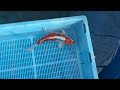 7-23-6 - 16-18" Kin Kikokuryu Koi
