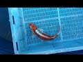 7-23-6 - 16-18" Kin Kikokuryu Koi