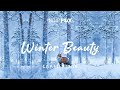 Winter beauty - Just a good vibes for winter morning (indie, folk, pop, study, work, relax playlist)