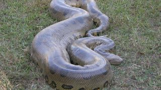 Big Green Anaconda In My Home | Pets and Animals | #Shorts