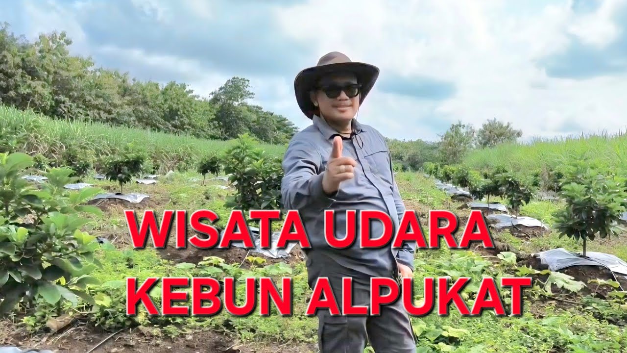 Wisata Kebun Alpukat #avocadotree #buah #buahbuahansegar 