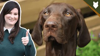 How Much Does A GERMAN SHORTHAIRED POINTER Cost? by Fenrir German Shorthaired Pointer Show 2,280 views 3 years ago 6 minutes, 49 seconds