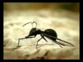 Saraiki Funny Clip-Funny Ants Story