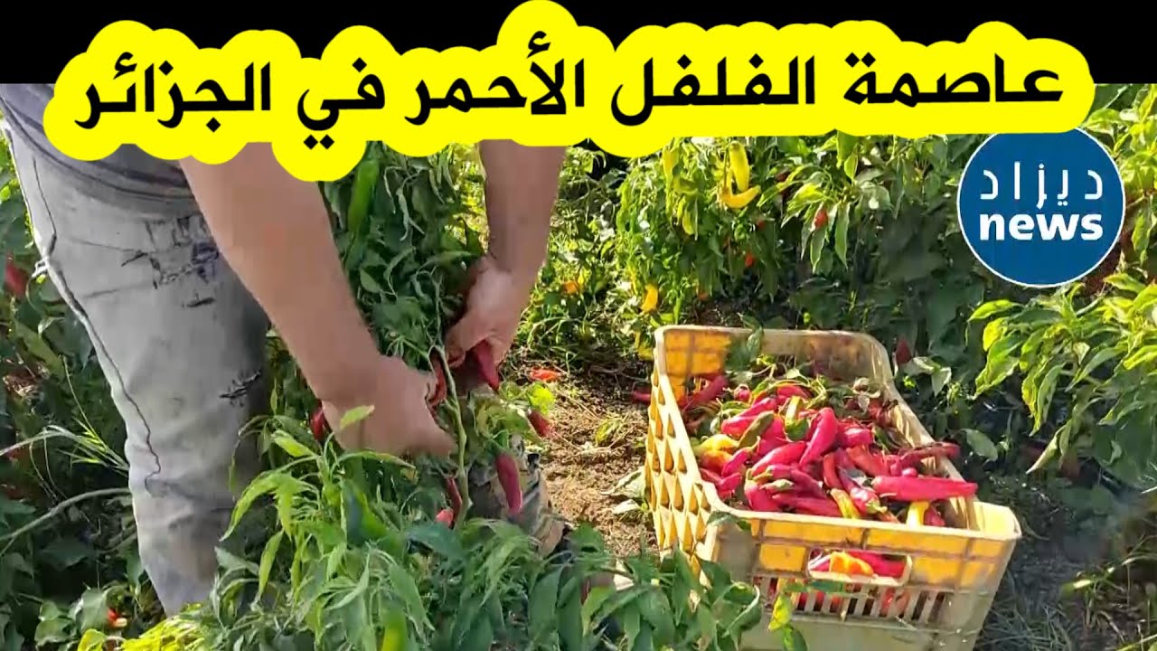 هنا عاصمة الفلفل الأحمر الحار في الجزائر.. شاهدوا لماذا الفلاحون غاضبون وماذا يحدث معهم؟