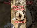 傷口が塞がるまで〇〇年？ #柿の木の剪定