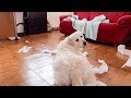 Dog Home Alone | Funny Dog Bailey