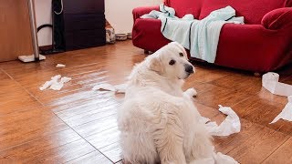 Dog Home Alone | Funny Dog Bailey