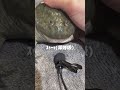 意外な鳴き声 #カエル