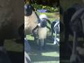 shaun the sheep bizter crying @IsacBrandao12 @vianilycosta8887 @PocoyoJapan