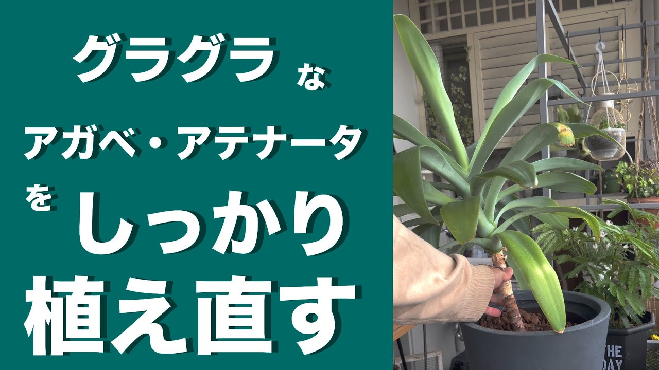 グラグラなアガベ・アテナータをしっかり植え直す！ - YouTube