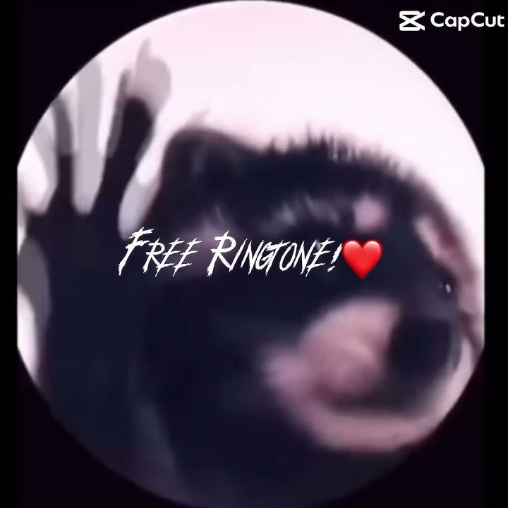 Free ringtone! #raccoon #music  #ringtone #pedro