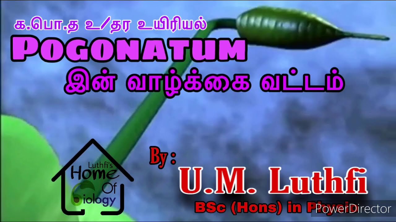 Pogonatum இன் வாழ்க்கைவட்டம்|Life Cycle of Pogonatum|U.M. Luthfi BSc (Hons) in Physio