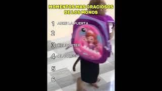 Monos Graciosos Siendo Monos