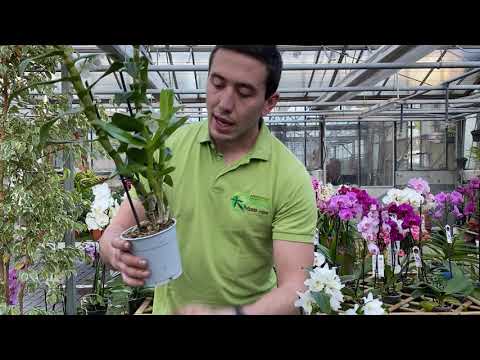 Vidéo: Que dois-je faire lorsque mon dendrobium arrête de fleurir ?