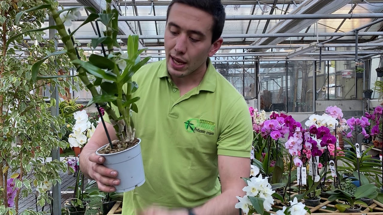 Orchidées : comment entretenir, faire fleurir, et refleurir le dendrobium (orchidée  bambou) - YouTube