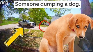 There's Never a Reason To Abandon a Dog by DOORBELL NEWS 4,190 views 1 month ago 1 minute, 33 seconds