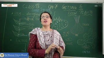 Class 6 Science Chapter:7 Getting to know plants(stem)