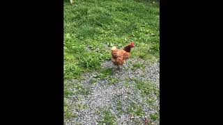 Farming With The Pohls