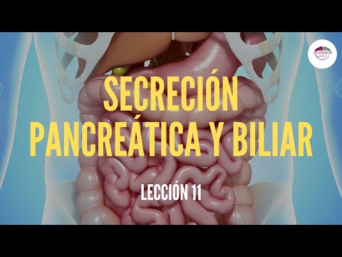 Vídeo: Diferencia Entre Secretina Y Colecistoquinina