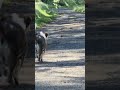 #doglife