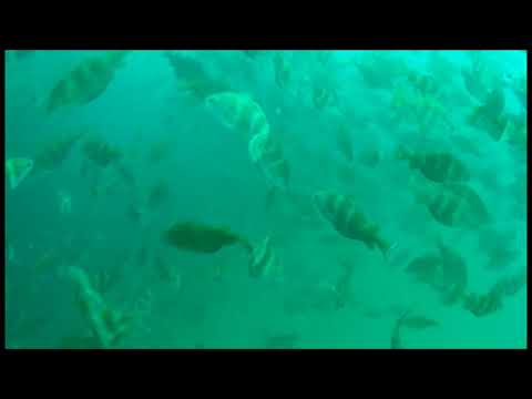 The City of Waterford, a wreck dive off Brighton, UK