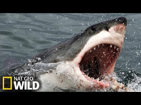 Un grand requin blanc attaque un éléphant de mer