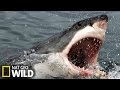Un grand requin blanc attaque un lphant de mer