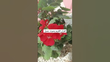 القرآن الكريم بصوت جميل #لايك #quran #ناصر_القطامي #خالد #تفاعل #خالد_الجليل #تلاوات #حالات