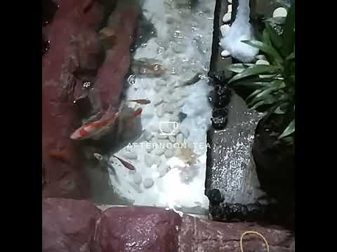 Kolam ikan | malam hari |