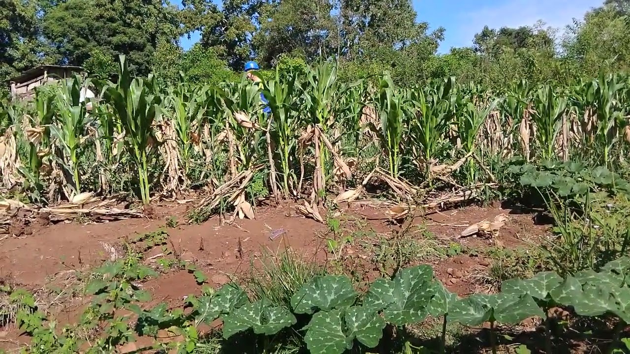 Hoje  colhemos milho parte 1