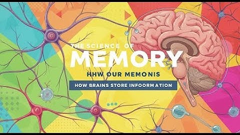 Your Brain