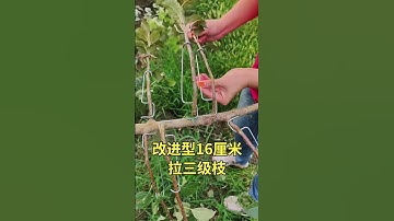 Fruit Tree Hack: Save Time with 3rd-Level Branch Pulling! #fruittreepull#shortvideo