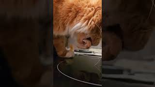 Sirius The Cat Steals Turkey Again