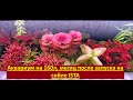Аквариум на 160л, месяц после запуска на сойле ISTA