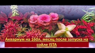 видео: Аквариум на 160л, месяц после запуска на сойле ISTA картинка: Аквариум на 160л, месяц после запуска на сойле ISTA