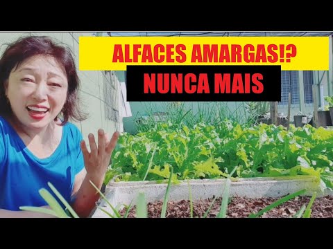 🌱 SAIBA QUAIS SÃO OS 3  MOTIVOS QUE FAZEM A ALFACE FICAR AMARGA E NUNCA MAIS COMETA ESSES ERROS