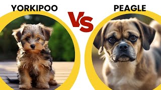 Yorkipoo vs Peagle: The Mixed Breed Comparison