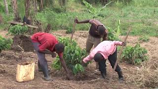 COFFEE HEROES - Uganda