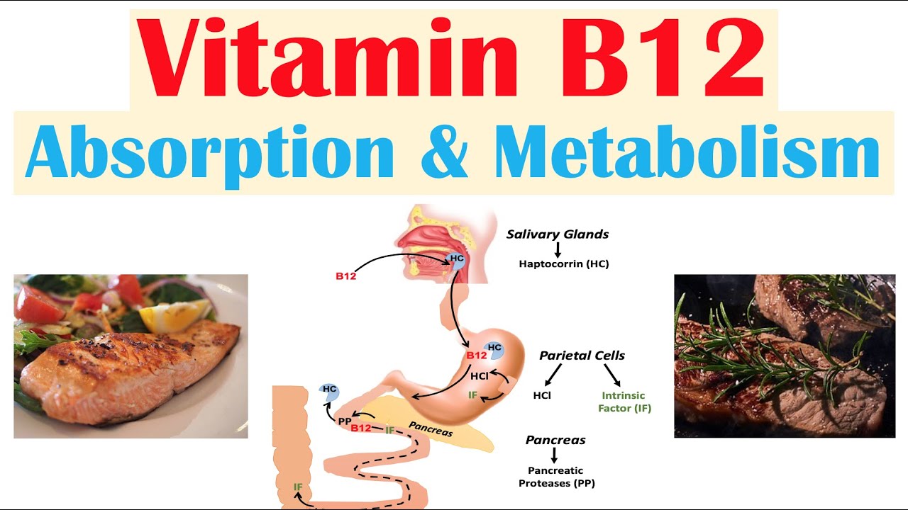 Vitamin B12 Digestion Absorption And Metabolism