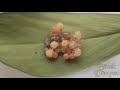 Kokarca böceği yumurtadan çıkıyor / Stink bug hatching (Dolycoris baccarum)