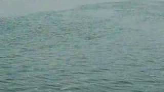 Heddon Super Spook "Walking the dog"