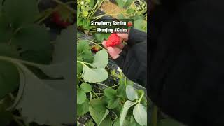 Biggest Strawberry Garden ?? fruitfarm china