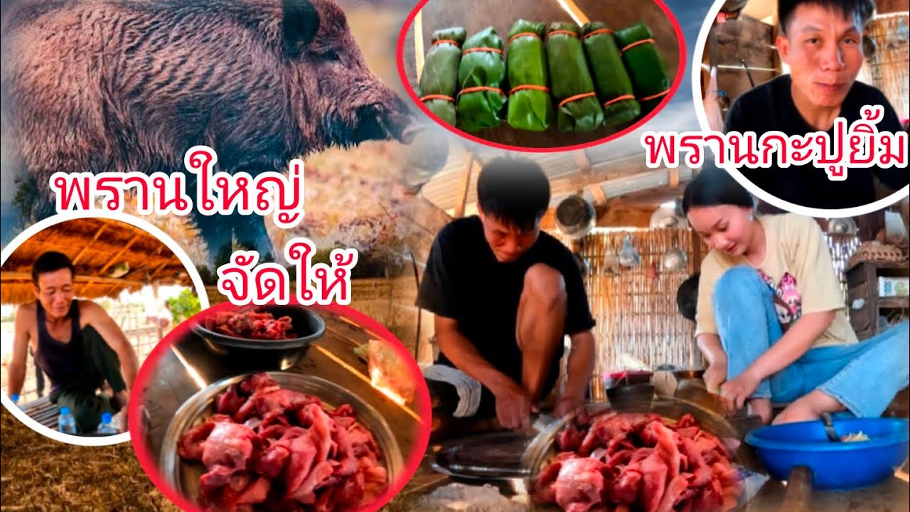 นายพรานกะปู ได้หมูป่ามาฝาก ครอบครัวเยอะมาก