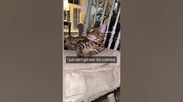 Watch the video about Cuteness #cat #catfunny #funny #catvideos #bengal #animals #kitten #pets #love