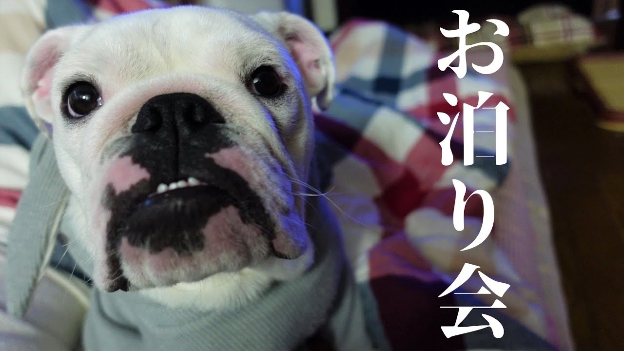 バァバの家に初めてのお泊りした妹ブルの様子がこちら！