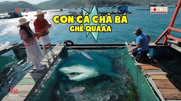 DƯƠNG LÂM MUỐN SẢNG VỚI CÔ BỒ ĐÒI ĂN SUỐT NGÀYHÚ HỒN 