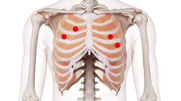 Exploring the Intercostals: Understanding Trigger Point Locations for Better Muscle Health